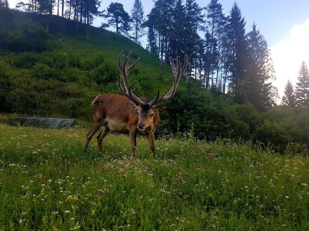 Hotel Alpina Regina Biberwier Eksteriør billede